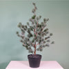 Premium Rounded Cedar Pine Tree In Pot (80cm)