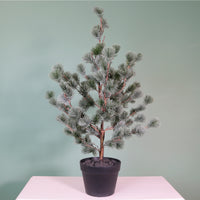 Premium Rounded Cedar Pine Tree In Pot (80cm)