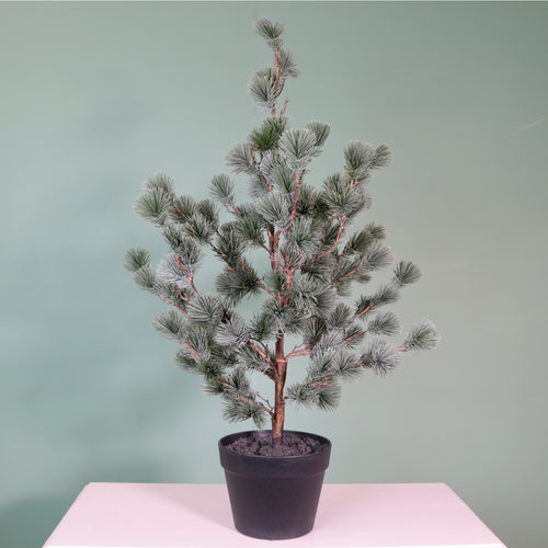 Premium Rounded Cedar Pine Tree In Pot (80cm)