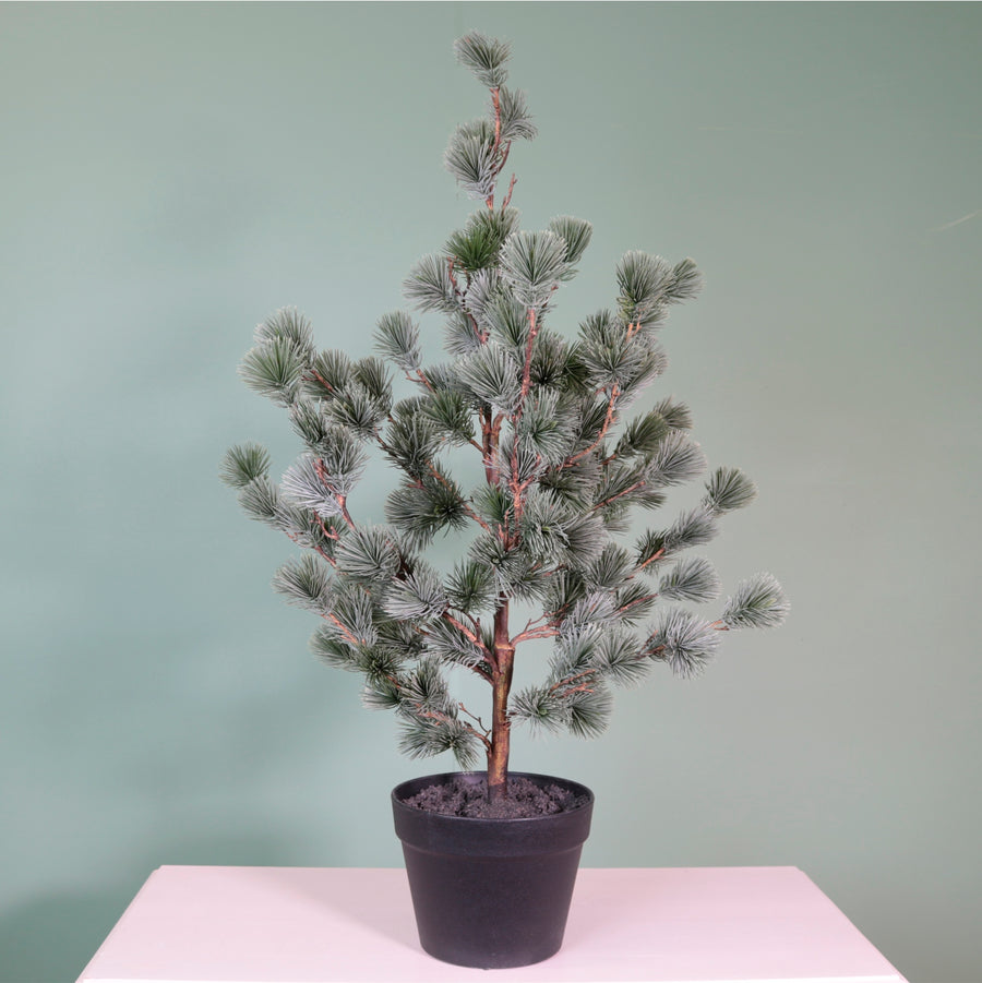 Premium Rounded Cedar Pine Tree In Pot (80cm)