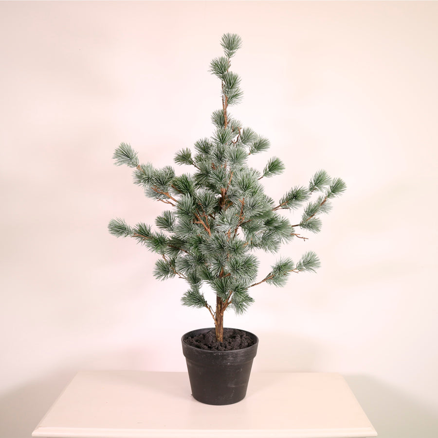 Premium Rounded Cedar Pine Tree In Pot (80cm)