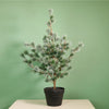 Premium Rounded Cedar Pine Tree In Pot (80cm)