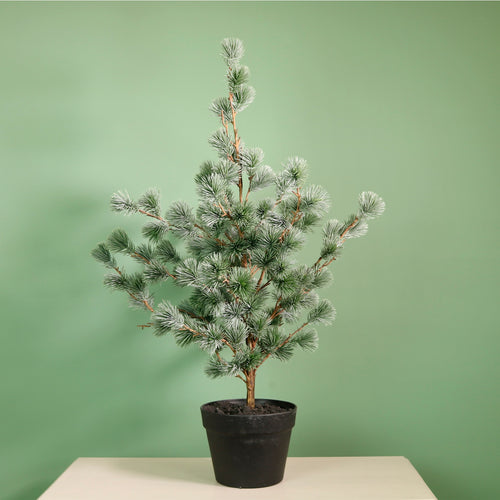 Premium Rounded Cedar Pine Tree In Pot (80cm)