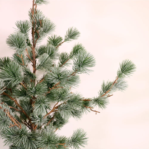 Premium Rounded Cedar Pine Tree In Pot (80cm)