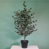 Premium Rounded Cedar Pine Tree In Pot (120cm)