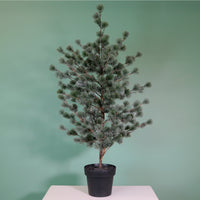 Premium Rounded Cedar Pine Tree In Pot (120cm)