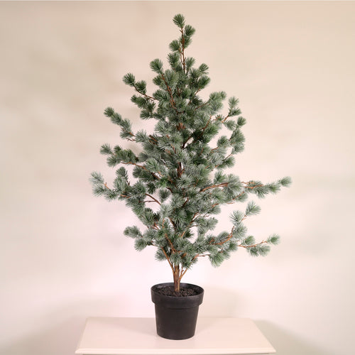 Premium Rounded Cedar Pine Tree In Pot (120cm)