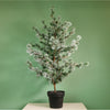 Premium Rounded Cedar Pine Tree In Pot (120cm)