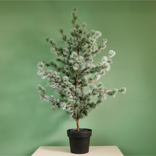 Premium Rounded Cedar Pine Tree In Pot (120cm)