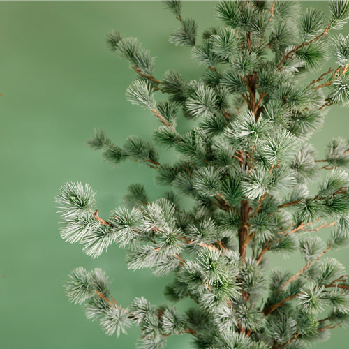 Premium Rounded Cedar Pine Tree In Pot (120cm)