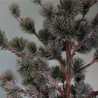 Premium Rounded Cedar Pine Tree In Pot (80cm)