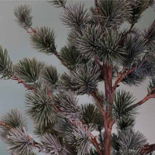 Premium Rounded Cedar Pine Tree In Pot (80cm)