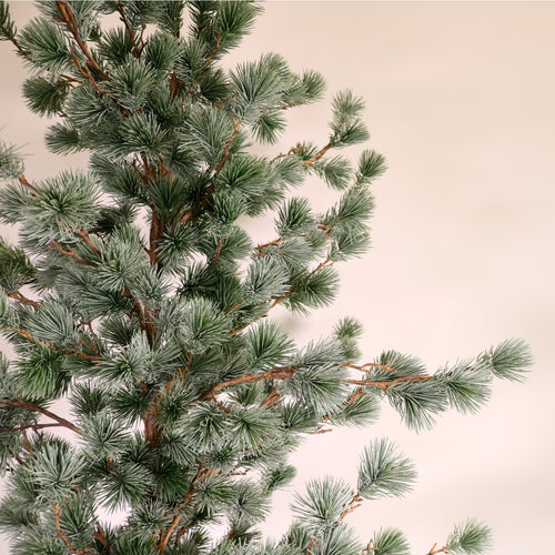 Premium Rounded Cedar Pine Tree In Pot (120cm)