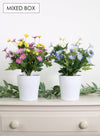 Buttercup/daisy Mixed Box (qty 4)