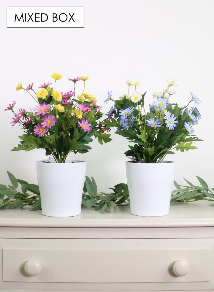 Buttercup/daisy Mixed Box (qty 4)