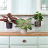 Potted Leaves Mixed Box 02 Arrangements (Qty 6)
