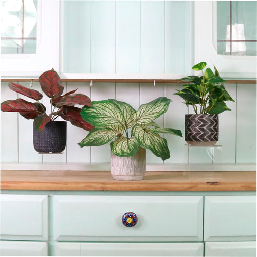Potted Leaves Mixed Box 02 Arrangements (Qty 6)