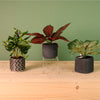 Potted Foliage Arrangements No 02. Mixed Box 3 styles (Qty 6)