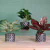 Potted Foliage Arrangements No 02. Mixed Box 3 styles (Qty 6)