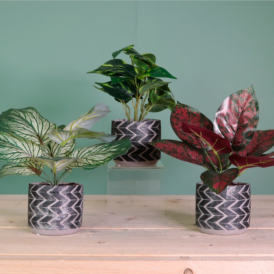 Potted Foliage Arrangements No 02. Mixed Box 3 styles (Qty 6)