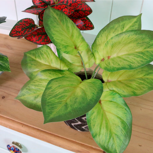 Potted Leaves Mixed Box 03 Arrangements (Qty 6)