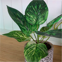 Potted Leaves Mixed Box 03 Arrangements (Qty 6)