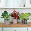 Potted Leaves Mixed Box 03 Arrangements (Qty 6)