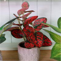 Potted Leaves Mixed Box 03 Arrangements (Qty 6)