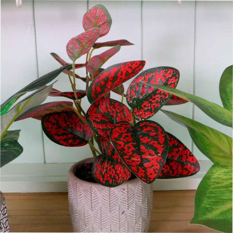 Potted Leaves Mixed Box 03 Arrangements (Qty 6)