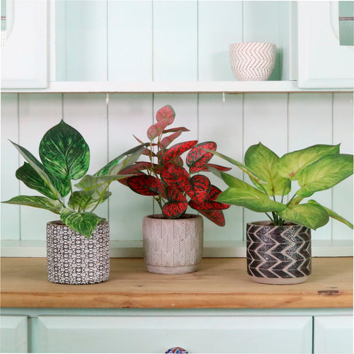 Potted Leaves Mixed Box 03 Arrangements (Qty 6)