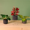 Potted Foliage Arrangements No 03. Mixed Box 3 styles (Qty 6)