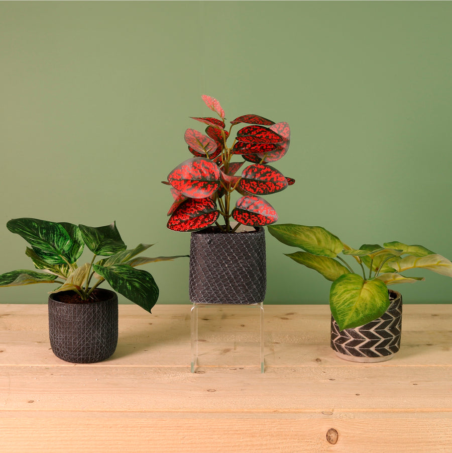 Potted Foliage Arrangements No 03. Mixed Box 3 styles (Qty 6)