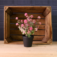 Potted Globe Ball Mixed Box Arrangement (Qty 9)