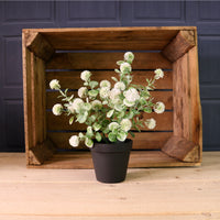 Potted Globe Ball Mixed Box Arrangement (Qty 9)