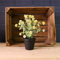 Potted Globe Ball Mixed Box Arrangement (Qty 9)