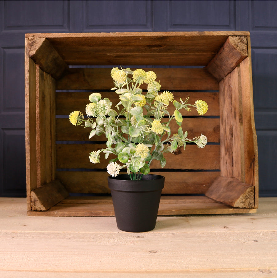 Potted Globe Ball Mixed Box Arrangement (Qty 9)