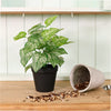 Potted Veined Hypoestes Phyllostachya Arrangement (Medium)