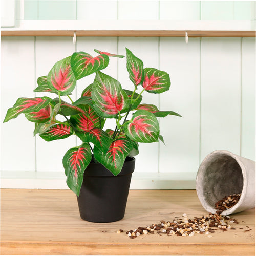 Potted Veined Dagahra Arrangement (Medium)