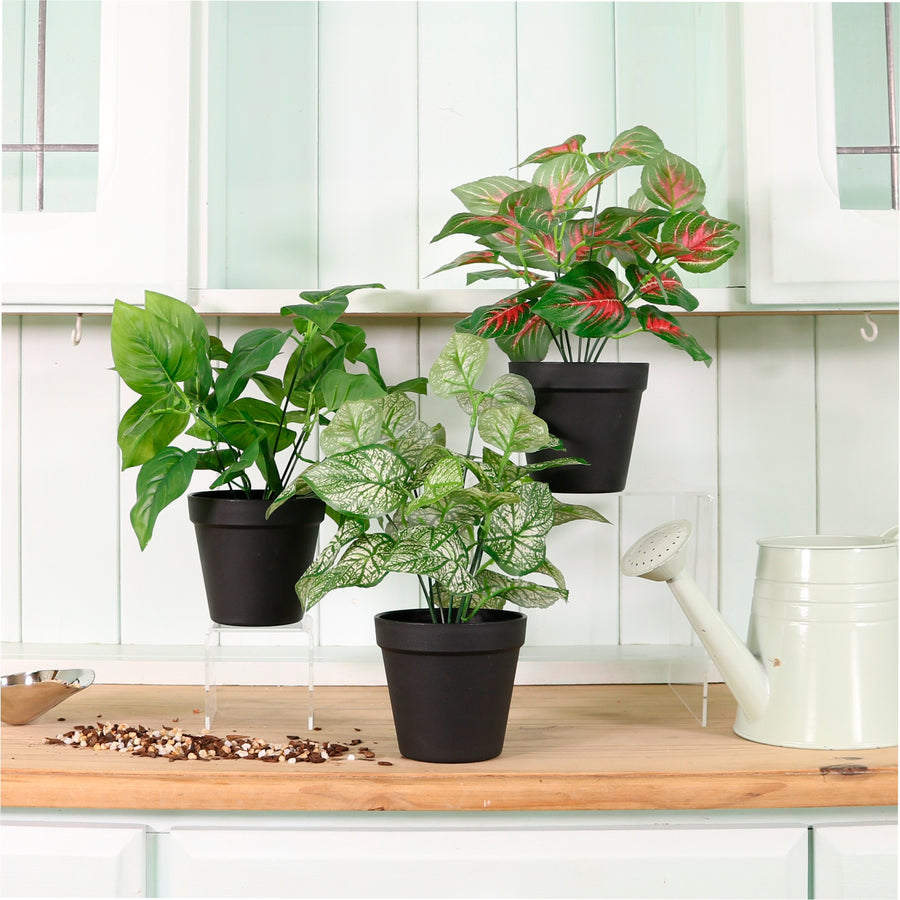 Potted Leaves Mixed Box 4 Arrangements