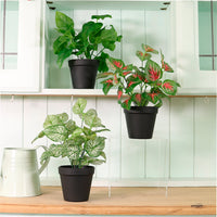 Potted Leaves Mixed Box 4 Arrangements