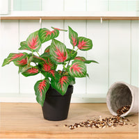 Potted Leaves Mixed Box 4 Arrangements