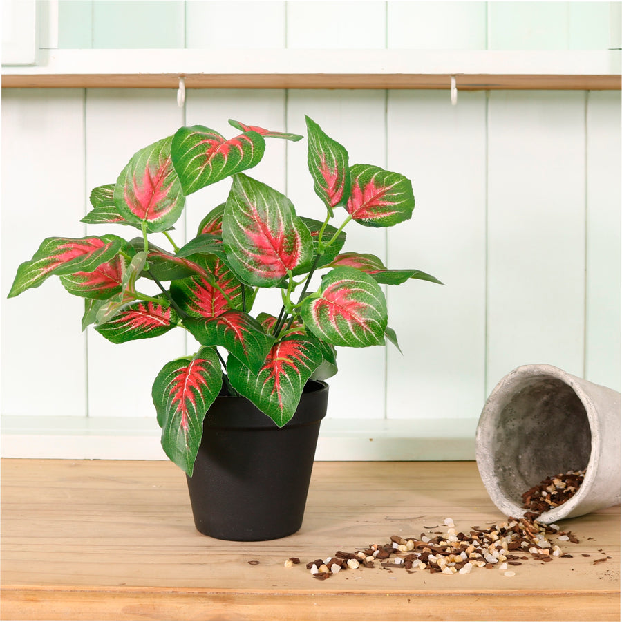 Potted Leaves Mixed Box 4 Arrangements