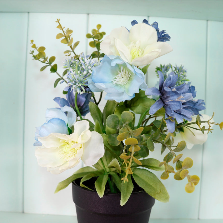 Potted Nova Arrangements. Mixed Box 3 colours (Qty 12)