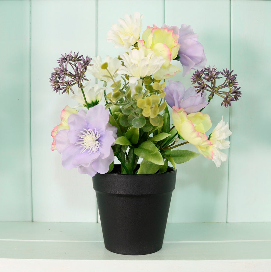 Potted Nova Arrangements. Mixed Box 3 colours (Qty 12)