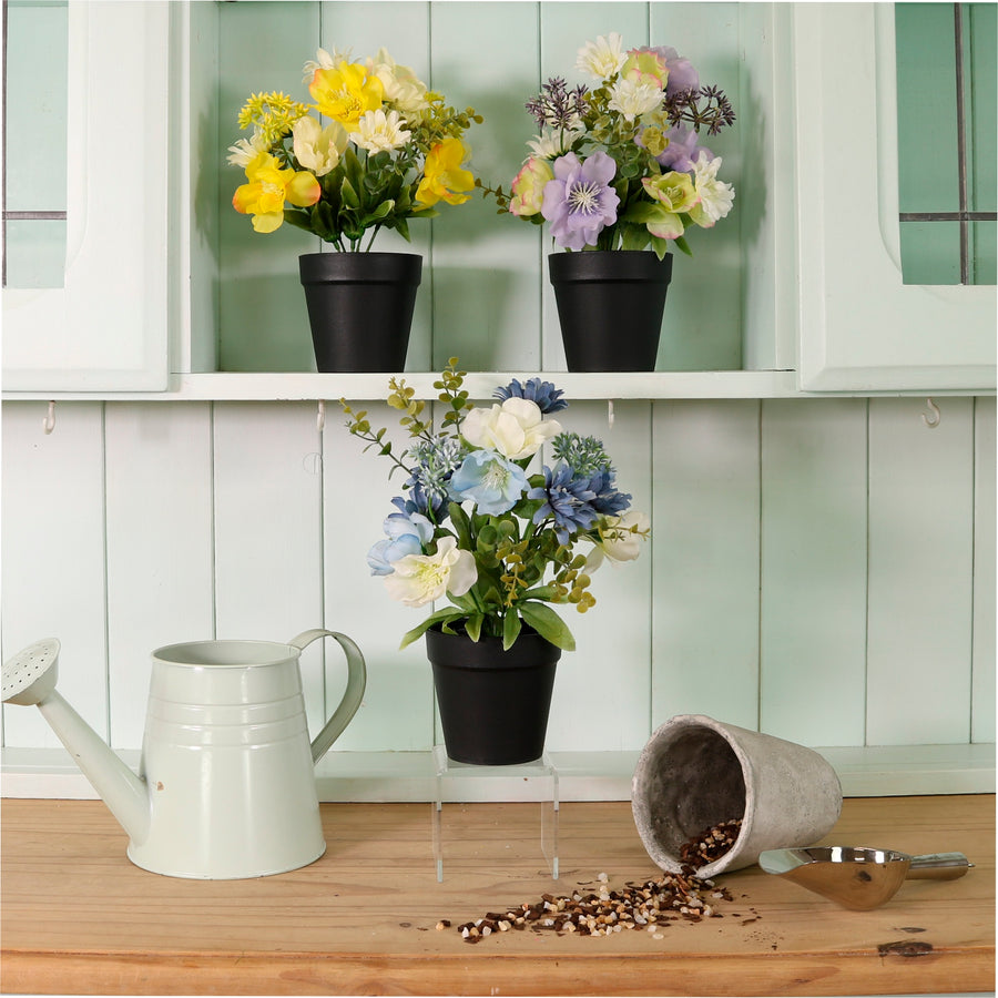 Potted Nova Arrangement Mixed Box (Qty 12)