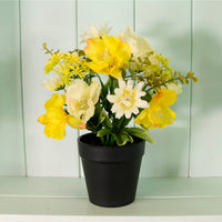 Potted Nova Arrangements. Mixed Box 3 colours (Qty 12)
