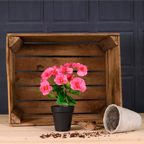 Potted Pansy Arrangement (Mixed Box of 12)