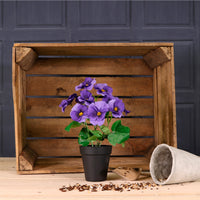 Potted Pansy Arrangement (Mixed Box of 12)