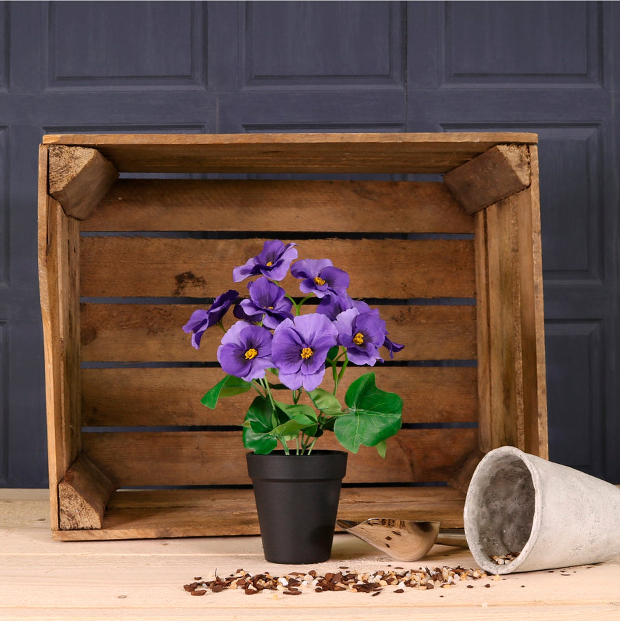Potted Pansy Arrangement (Mixed Box of 12)