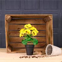 Potted Pansy Arrangement (Mixed Box of 12)